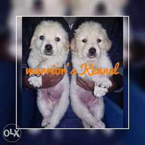 TOP GOLDEN RETRIEVE MALE female Puppies for sales