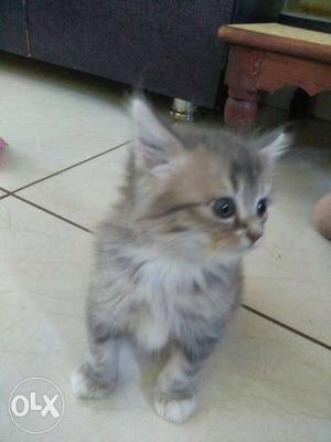 Tabby kitten for sell