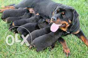 Tan And Black Rottweiler With Puppies