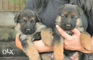 Three GSD puppies Available in Shillong