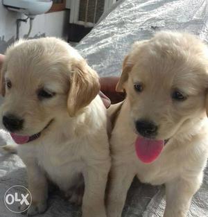 Three female puppies of one month for sale