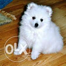 Tk pet shop so quality Spitz puppy s call now 35 days old