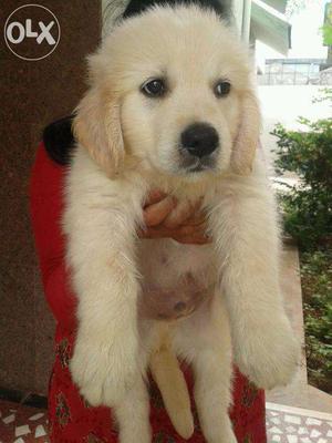 Top Breeds of Golden Retriever male and female Puppies for