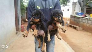 Top Quality Rottweiler puppies available Add