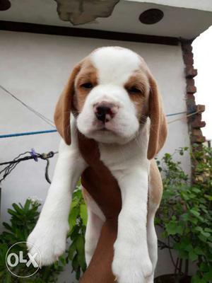 Top Quality Two Color Beagle Male pup Available