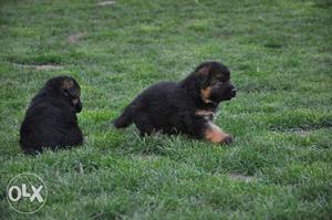 Top quality German shepherd puppy r sell