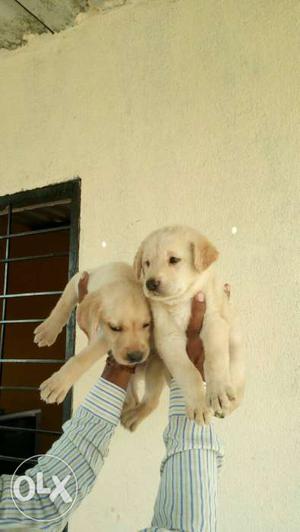 Top quality Labrador male and female puppy