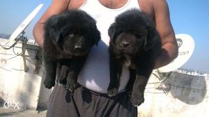 Top quality NEW FOUNDLAND puppies available all bree oxford
