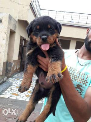 Top quality punch face rottweiller male puppy