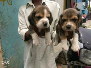Top show quality Beagle Puppies Frm a good blood