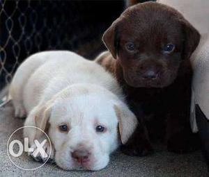 Two Black And Yellowish white Labrador Puppies