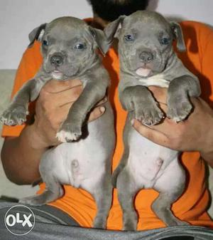 Two Blue And White American Pit Bull Terrier Puppies