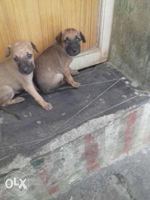 Two Tan And Black Short Coat Puppies
