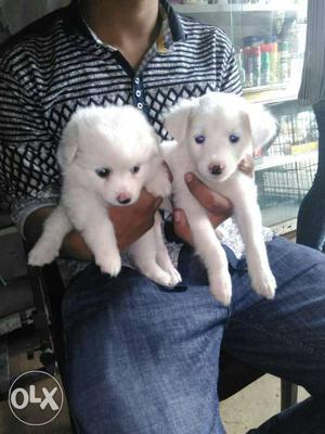Two White Double Coat Puppies