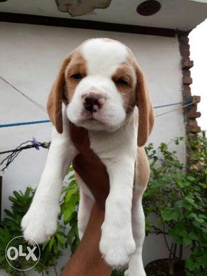 Two color Beagle Puppies