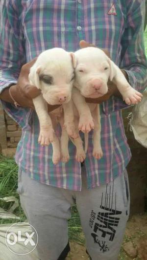 Ultimately Qwalty pak bully pupes for sell