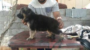 Very Attractive Quality Puppies Available For