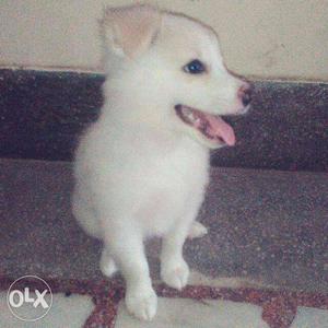 Very low Price pure breed Pamelion Female puppy
