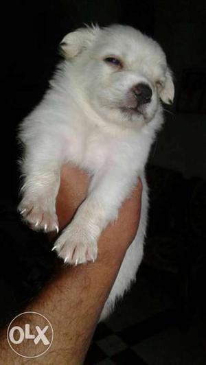 Vietnam very cute pom spits pupp all breed pupp available