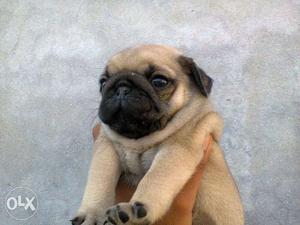 Vry vry stw and cute PUG PUPPY