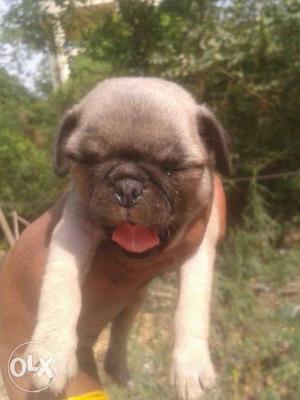 We have show Quality pug male and female puppies