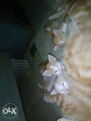 White And Brown Tabby Cat And Kittens