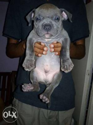 White And Gray Short-coated Puppy male female
