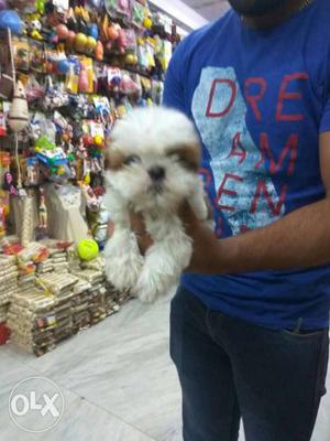 White Brown Long-coated shihtzu pupp all breed Puppy