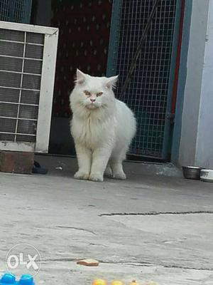 White Persian Cat mail 14 month