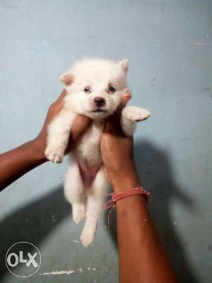 White colour Colture pom puppy
