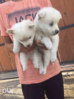 White pure breed cute Spitz Puppies all breed pupp available