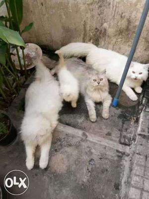 Four White And Grey Persian Cats