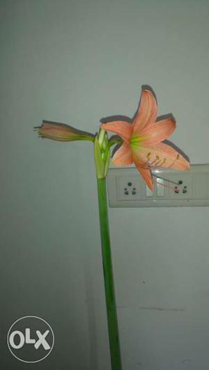 Football Lily plant