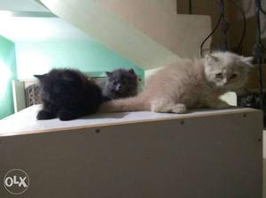Black,Grey and Offwhite persian kittens male. 2.5