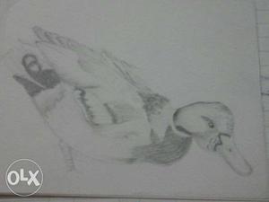 Mallard Duck Hand Sketch