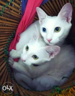 Complete white cats, 6 months old, all