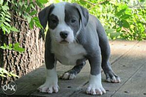 American bully and pittbull mindblowing quality puppy for