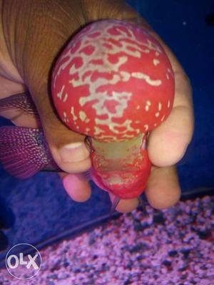 Good condition srd flower horn at reasonable price
