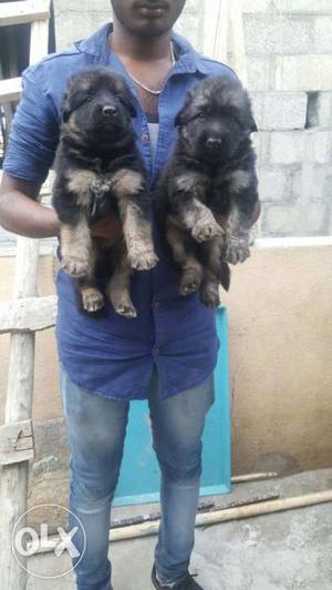 German Shepherd female pup available 36days old