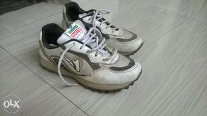 Ground master. Sport cricket shoes