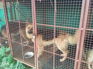 4×4feet 3peteration cage and male gsd dog