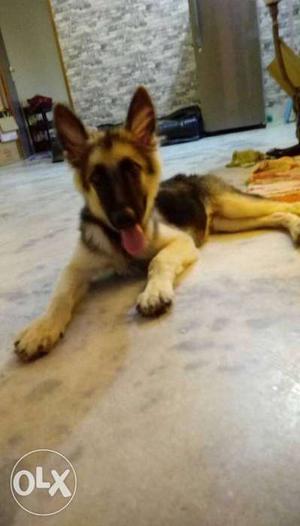 4months imported male gsd with