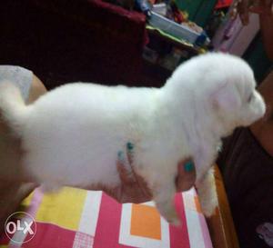 5 spitz puppy sell..