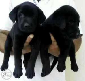 9O;- Nagpur:-- Boxer" Beagle" All Puppeis Kitten"