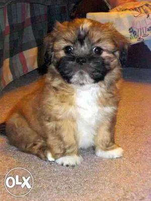 9o;- Raipur:-- Pug" Pomerian" Beagle" All Puppeis