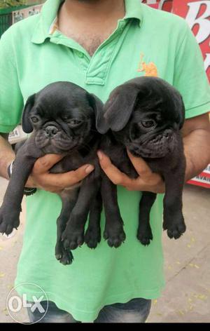 A top quality Black pug female puppy available in