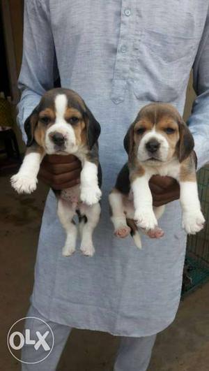 A top quality beagle puppies available for you in