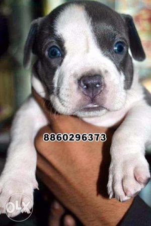 American bully pocket size healthy male puppy today offers