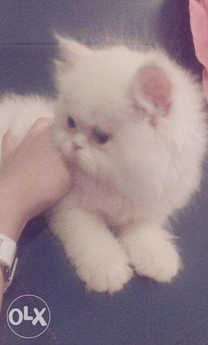 Available in white colour Persian kitten and cat for sale.in