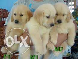 Beagle High Pedigree pups for sale in Radhika Kennel